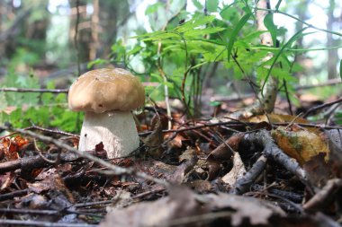 Boletus mantar damla su