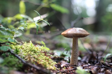 Boletus mantar damla su