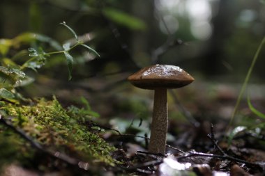 Boletus mantar damla su