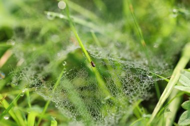 örümcek ağı çiğ damla su