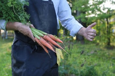 havuç hasat bir elinde tutan bahçıvan adam