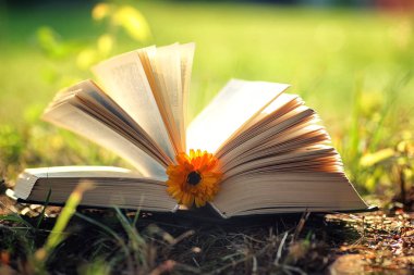 Çimenlerin üzerinde çiçek ile açık kitap