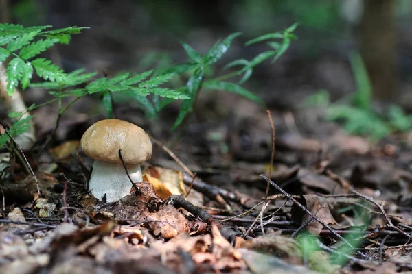 Boletus mantar damla su
