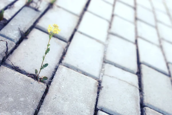 gün batımında kaldırım taşı ile büyüyen çiçek
