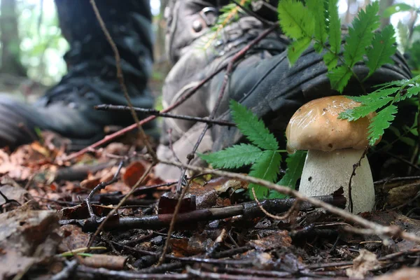 Boletus mantar adam
