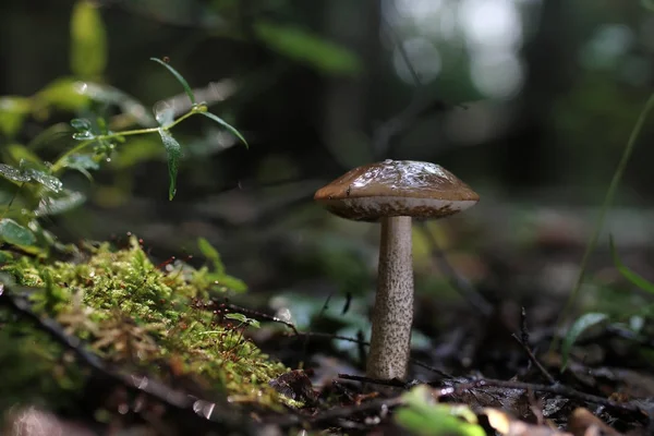 Boletus mantar damla su