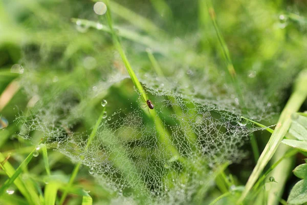 örümcek ağı çiğ damla su