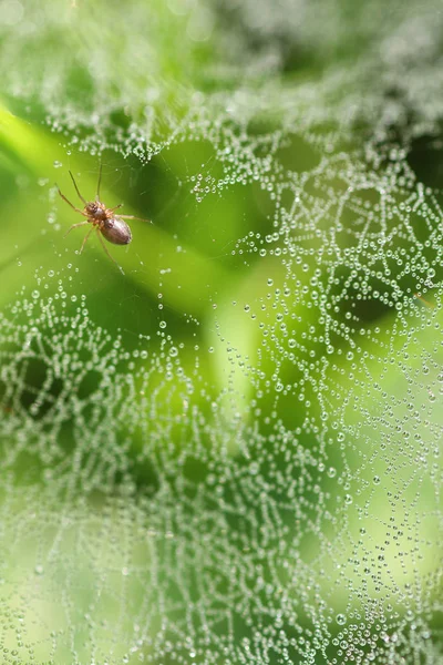 水的蛛网露滴 — 图库照片