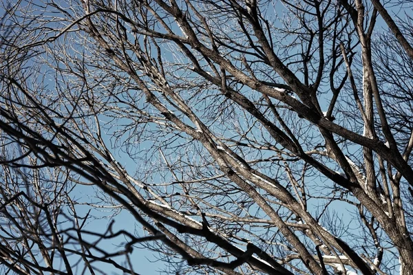 Береза голая зимнее небо — стоковое фото