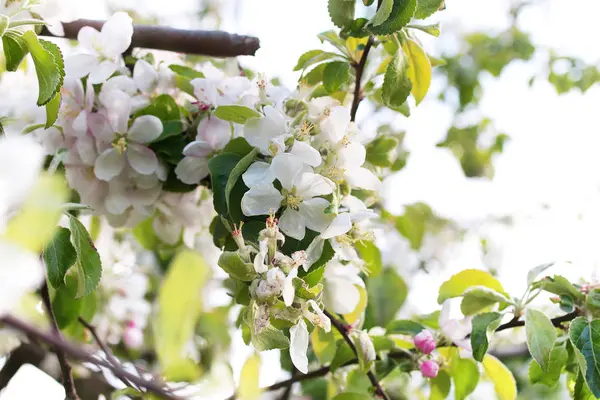 All'inizio della primavera melo fiorito con fiori bianchi luminosi — Foto Stock