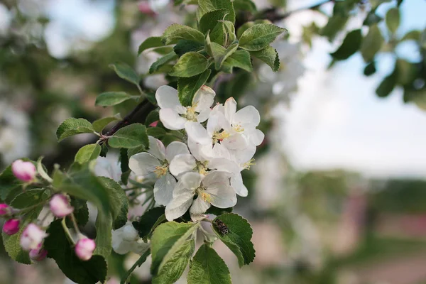 Macieira com flores brancas brilhantes — Fotografia de Stock