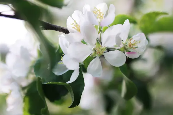 Manzano con flores de color blanco brillante — Foto de Stock