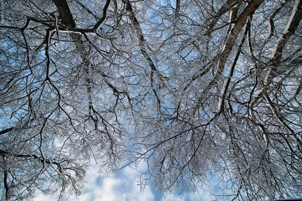 Zimní zasněžené větve stromů — Stock fotografie