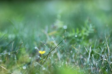 Sabah çimlerin üzerinde çiy taneleri