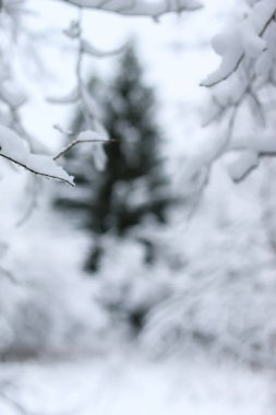 kış kar köknar ağacı üzerinde