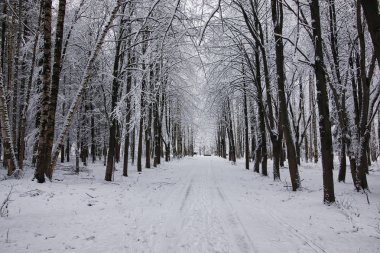 Kış ormanı karla kaplı