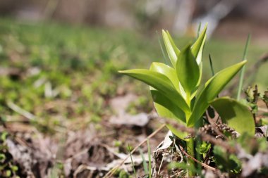 Bahar çim ve çiçek