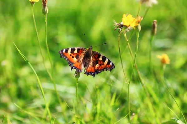 Papillon sur l'herbe — Photo