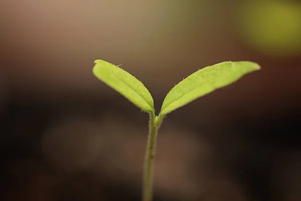 Kleine Sprossen aus Samen — Stockfoto