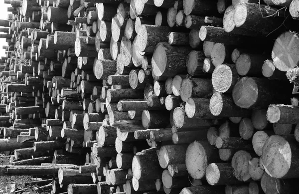 Foto en blanco y negro de troncos largos aserrados yacen en la pila —  Fotos de Stock