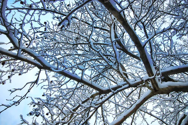 Zima snow drzewo gałąź pokryte — Zdjęcie stockowe