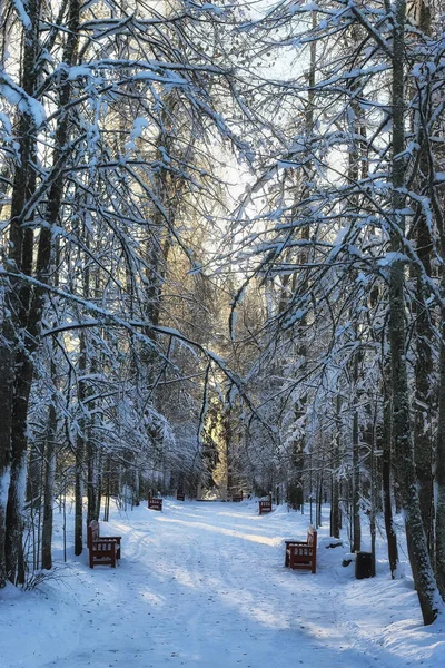 Зимний лес солнечный снег — стоковое фото