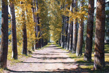 Sarılık ile kavak sokak geç yaz aylarında bırakır