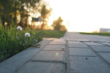 gün batımında kaldırım taşı ile büyüyen çiçek