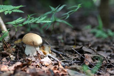 Boletus mantar damla su