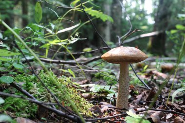 Boletus mantar damla su