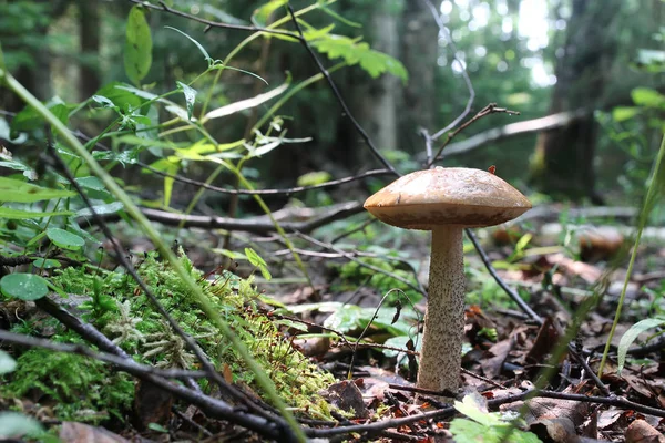 Boletus mantar damla su