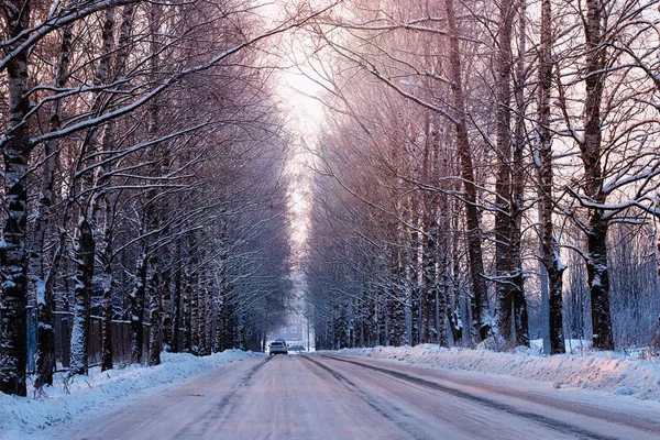 Drzewa alejowe zimą pusty — Zdjęcie stockowe