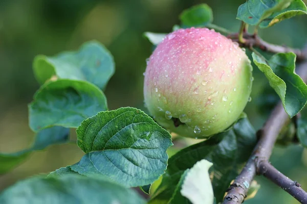 elma meyve ağacı dalı yağmur damlası