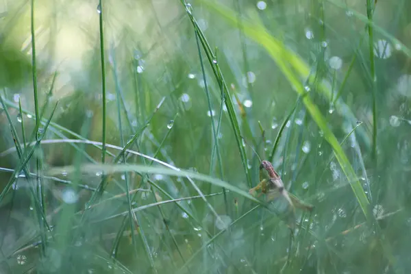 Petite sauterelle sur herbe — Photo