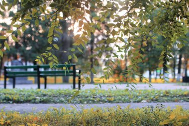 sonbahar park yaprak güneş