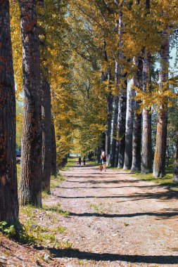 Sarılık ile kavak sokak geç yaz aylarında bırakır