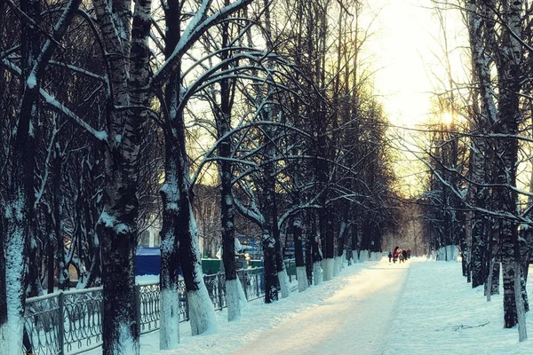 Alley árvores passarela inverno — Fotografia de Stock