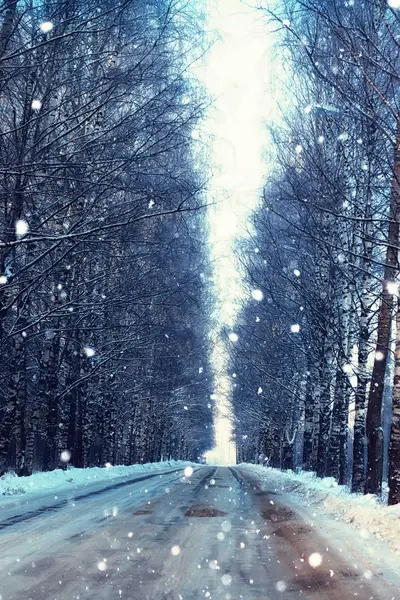 Деревья зима — стоковое фото