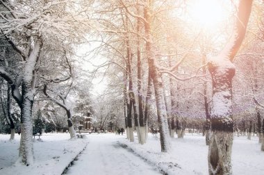 Park sokak ağaç yolu kış