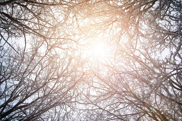 Arbre ciel branche dans la forêt hiver — Photo