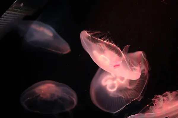 Multicolored jellyfish swim under water — Stock Photo, Image