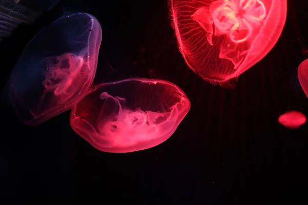 물 속에서 여러 가지 빛깔된 해파리 수영 — 스톡 사진