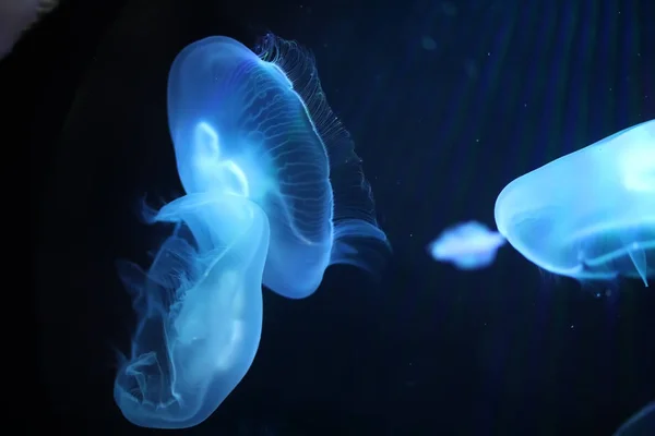 多彩多姿的水母游泳在水之下 — 图库照片