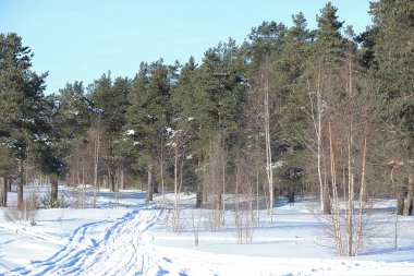 Kış ormanı karla kaplı