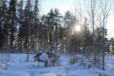 Kış ormanı karla kaplı
