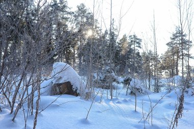 Kış ormanı karla kaplı