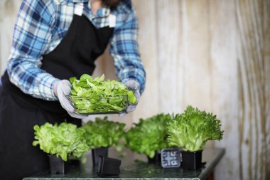 sakallı adam marul ilgilenir tencerelerde evde büyüyor