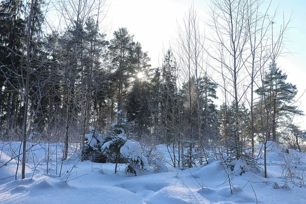 Kış ormanı karla kaplı