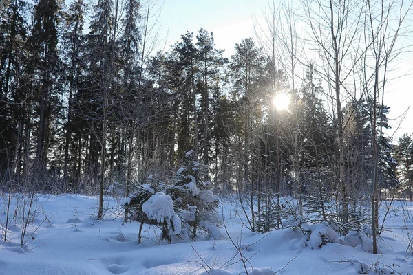 Kış ormanı karla kaplı