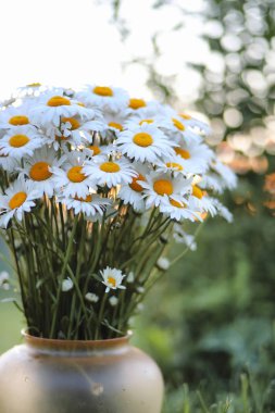 Geniş alan chamomiles buket